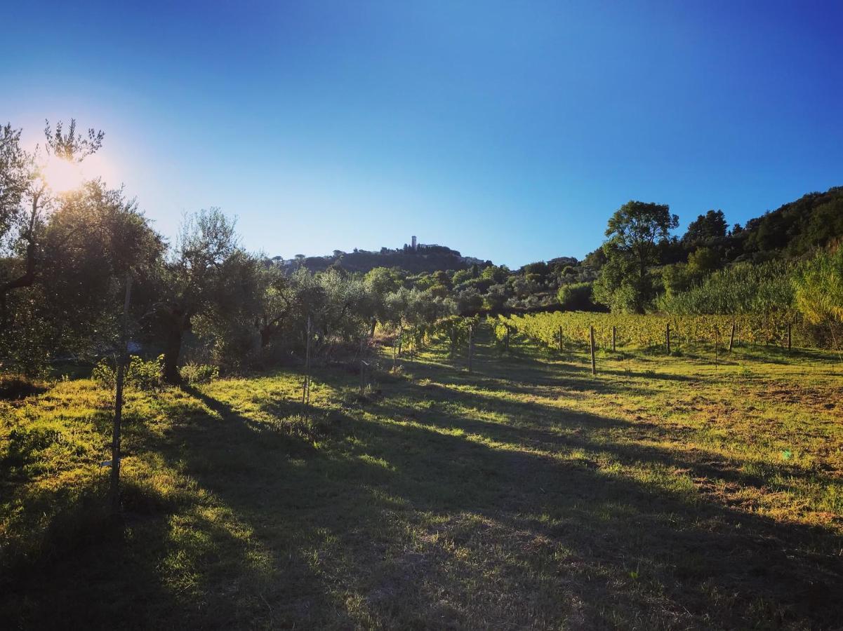 Le Giuncaie - Vigna Con Alloggio Montescudaio Buitenkant foto